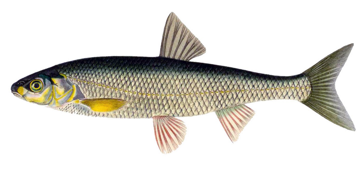 Leuciscus leuciscus (Linnaeus, 1758)